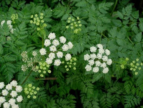 Clusters of small white flowers surrounded by lush green foliage.