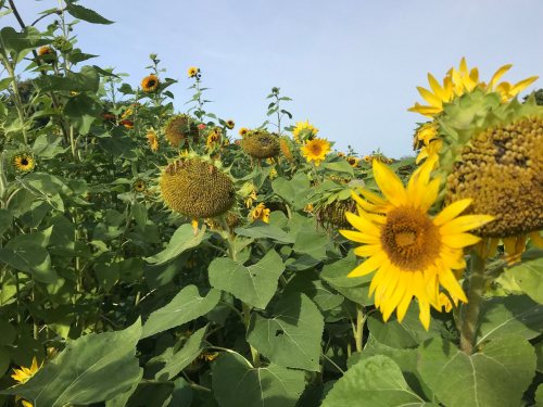 A vibrant field of sunflowers with bright yellow blooms and green leaves under a clear blue sky.