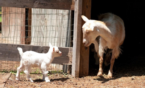 A baby goat approaches an adult goat near a barn, with sunlight illuminating their playful interaction.