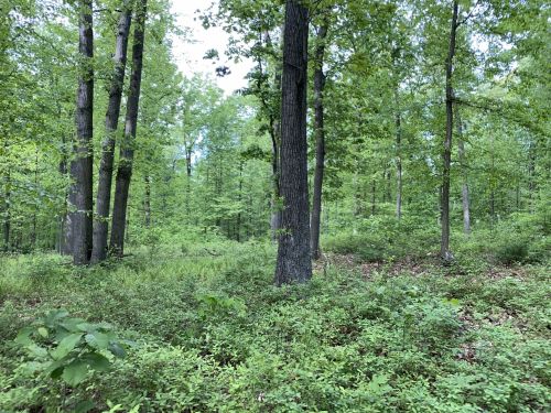 Lush green forest with tall trees and dense underbrush under a clear blue sky.