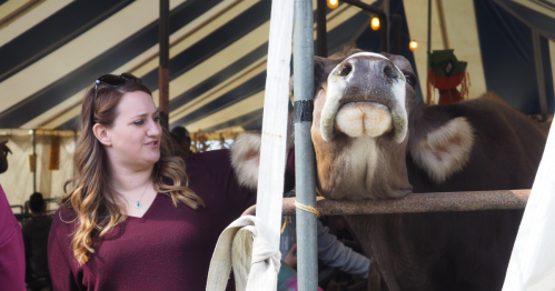 A woman interacts with a cow inside a tent, with colorful striped fabric overhead.