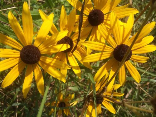 A cluster of bright yellow flowers with dark brown centers surrounded by green grass and foliage.