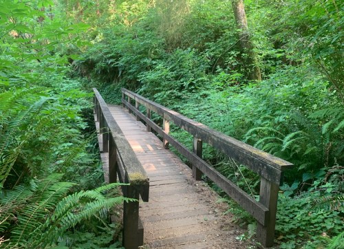 A wooden bridge spans a lush, green forest area, surrounded by dense foliage and ferns.