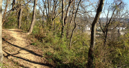 A winding dirt path through a wooded area with trees and sparse foliage, overlooking a distant view of a town.