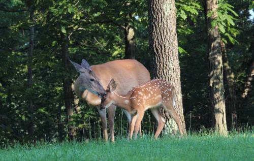 A doe and her fawn nuzzle each other in a lush, green forest setting.