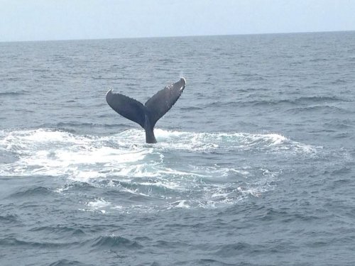 A whale's tail emerges from the ocean, creating splashes in the surrounding water.