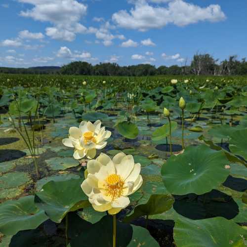 A serene pond filled with green lily pads and blooming yellow lotus flowers under a blue sky with fluffy clouds.