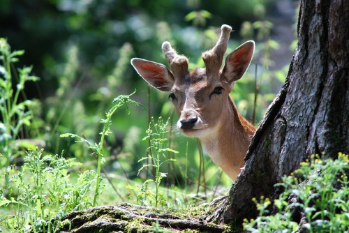A young deer with small antlers peeks out from behind a tree, surrounded by green foliage and grass.