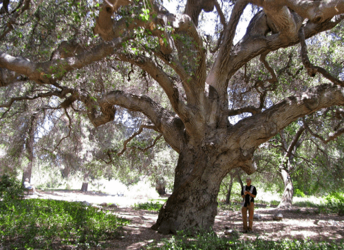 A person stands beside a large, sprawling tree in a lush green forest. Sunlight filters through the leaves.