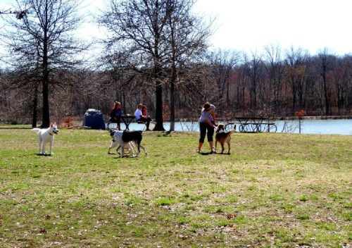 Two women play with dogs in a grassy park by a lake, with trees in the background and people sitting at a picnic table.