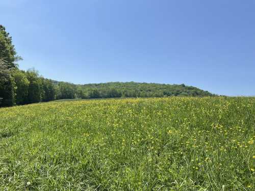 A sunny field filled with yellow flowers, bordered by green trees and a hill under a clear blue sky.