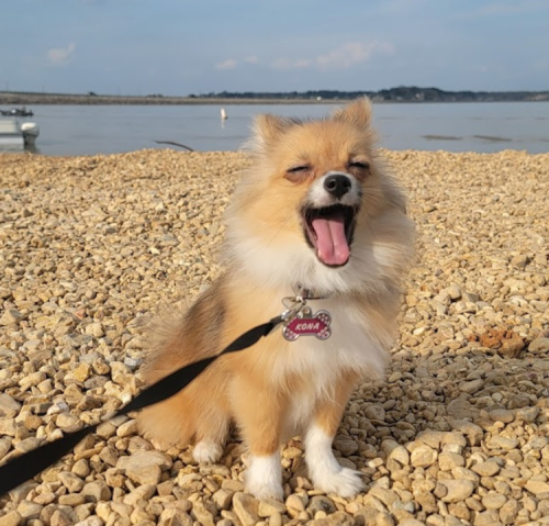 A small, fluffy dog with a tag yawns while sitting on a rocky beach by the water.