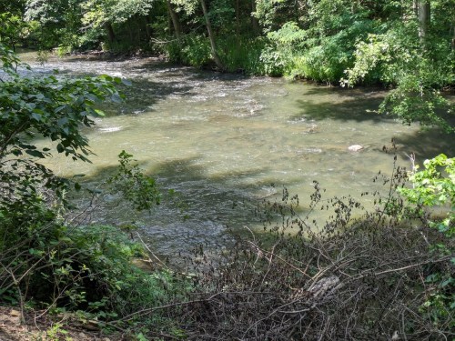 A serene river flows through a lush green forest, surrounded by trees and vegetation.