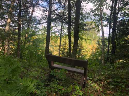 A wooden bench nestled in a lush forest, surrounded by trees and greenery, with a view of distant hills.