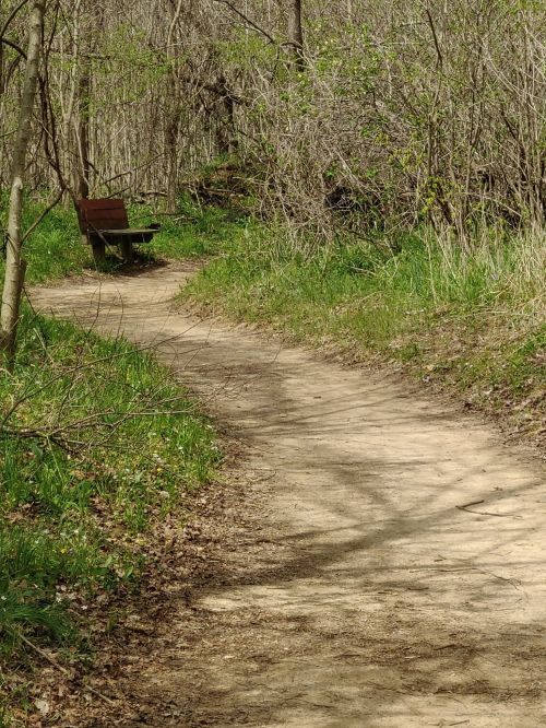 A winding dirt path through greenery, leading to a wooden bench surrounded by trees and shrubs.