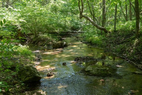 A serene forest stream flows through lush greenery, with rocks and fallen branches along the water's edge.