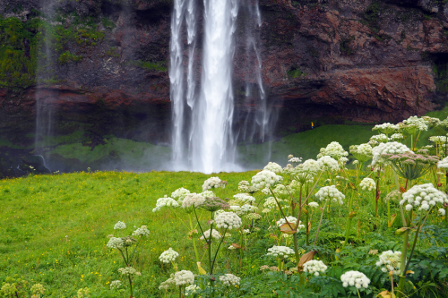 A waterfall cascades down rocky cliffs, surrounded by lush green grass and white wildflowers in the foreground.