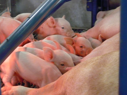 A group of piglets huddled together, with some nursing, under warm lighting in a farm setting.