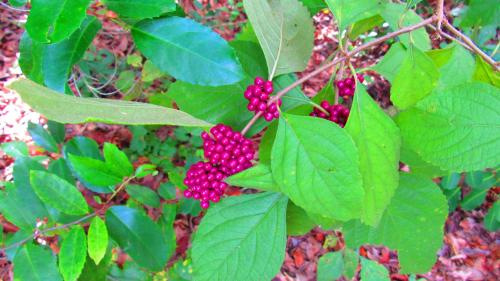 Clusters of small purple berries surrounded by green leaves on a bush in a natural setting.