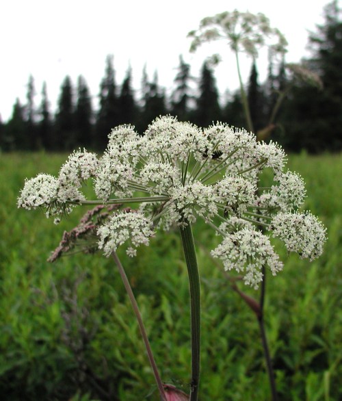 A cluster of small white flowers on a tall stem, set against a green field and forest background.