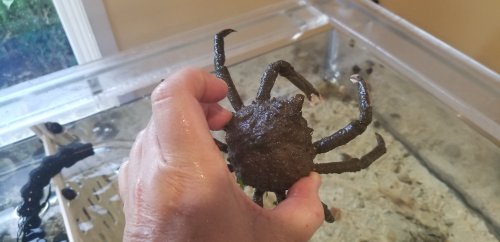 A hand holds a dark, textured crab above a shallow tank of water.