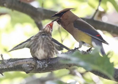 A bird feeding another bird on a tree branch, surrounded by green leaves.