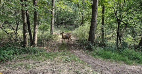 A deer stands in a wooded area, surrounded by trees and greenery, with a path visible in the foreground.