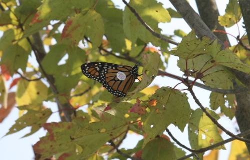 A monarch butterfly resting on green and yellow autumn leaves in a tree.