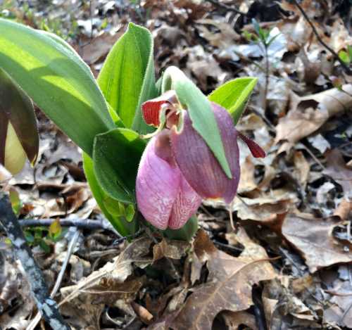 A close-up of a pink and purple orchid blooming among dry leaves in a natural setting.