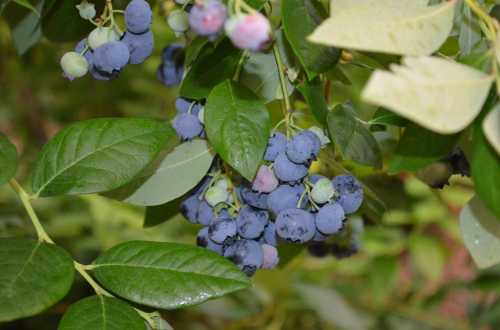 A cluster of ripe blueberries surrounded by green leaves on a bush.