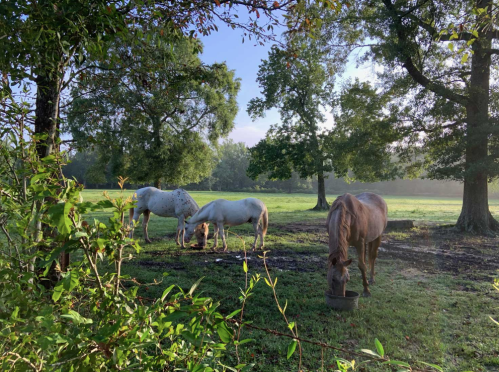 Three horses grazing in a lush green field surrounded by trees under a clear blue sky.