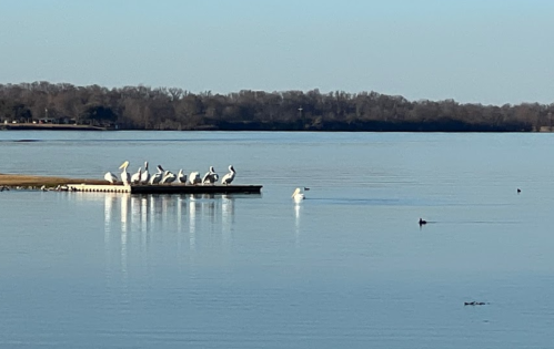 A group of pelicans resting on a dock by a calm lake, with a few ducks swimming nearby.