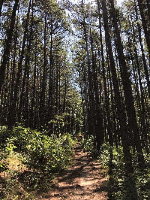 A sunlit forest path surrounded by tall pine trees and lush greenery.
