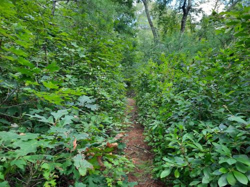 A narrow dirt path winding through dense green foliage in a wooded area.
