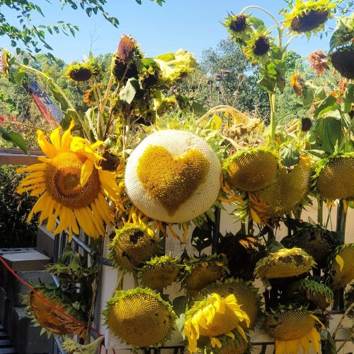 A vibrant display of sunflowers, with one sunflower head shaped like a heart among others.
