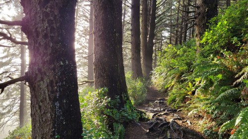 A misty forest path lined with tall trees and lush ferns, illuminated by soft sunlight filtering through the foliage.