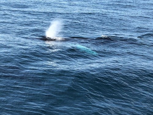 A whale surfaces in the ocean, creating a spray of water as it breathes, with gentle waves surrounding it.
