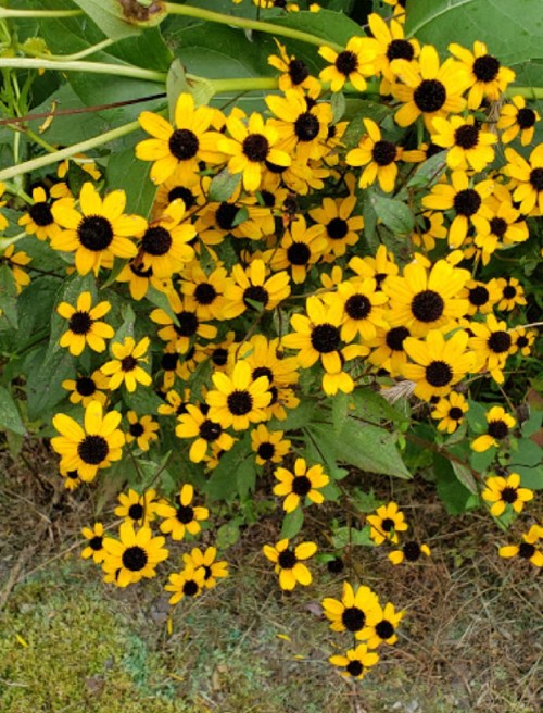 A vibrant cluster of yellow flowers with dark centers, surrounded by green leaves.