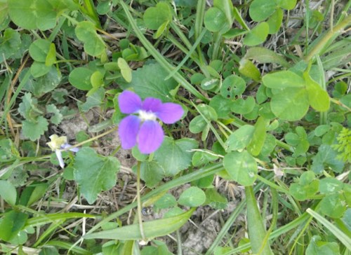 A vibrant purple flower surrounded by green grass and clover leaves.