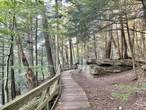 A wooden path winds through a lush forest, with tall trees and a large rock formation nearby.