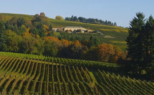 A scenic vineyard landscape with rolling hills, autumn foliage, and rows of grapevines under a clear blue sky.