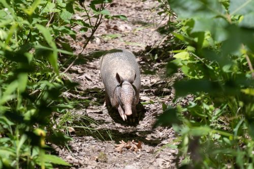 An armadillo walking along a leaf-covered path surrounded by greenery.