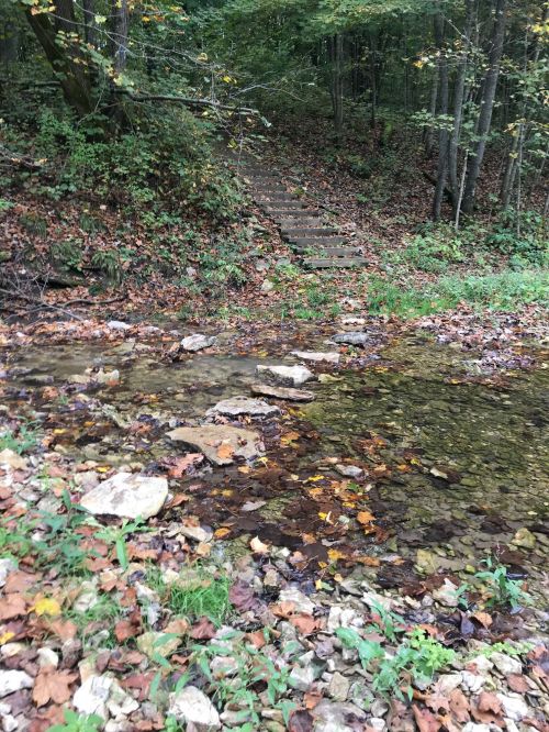 A serene forest scene featuring a stream with stepping stones and a staircase leading up to a wooded area.