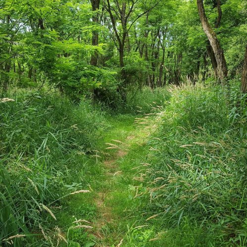 A narrow, grassy path winds through a lush green forest, surrounded by tall trees and dense vegetation.
