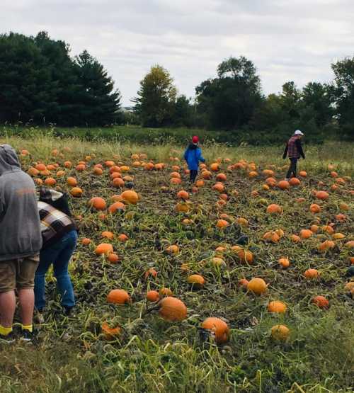 A pumpkin patch with several people harvesting pumpkins under a cloudy sky.