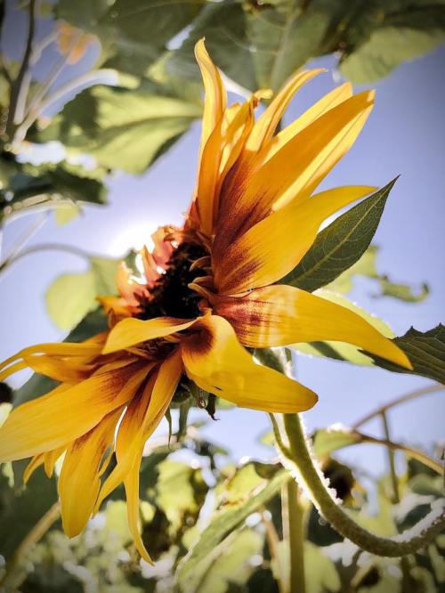 A vibrant sunflower with yellow petals and a dark center, set against a bright blue sky.