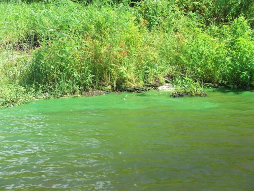 Lush green vegetation along the edge of a calm, greenish water body under bright sunlight.