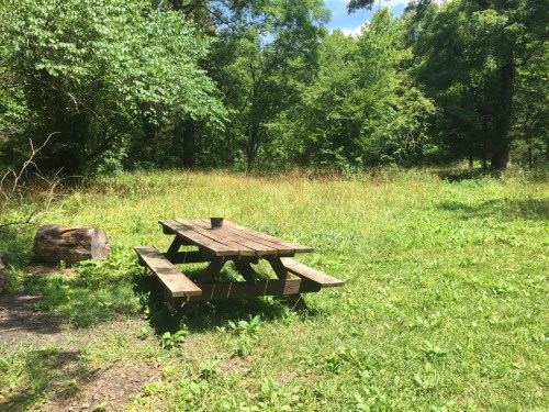 A wooden picnic table in a grassy clearing surrounded by trees and greenery on a sunny day.