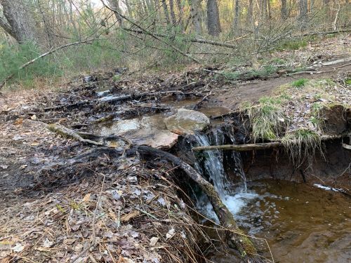 A small stream flows over rocks and fallen branches in a wooded area, surrounded by trees and dry leaves.
