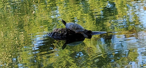 A turtle rests on a log in a pond, surrounded by shimmering water and reflections of green foliage.